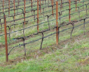 Vines after pruning