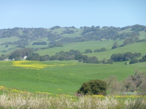 Sonoma fields
