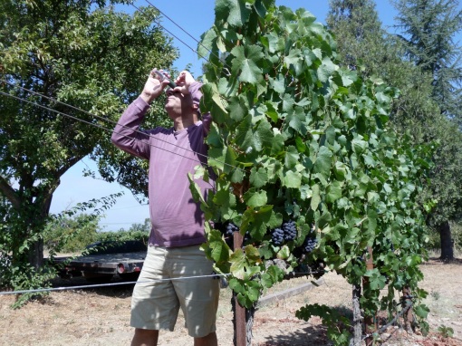 Uzi taking Brix measurements in the vineyard