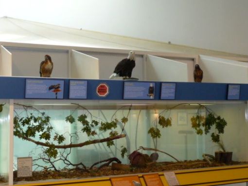 Live Raptors at the Lindsay Wildlife Museum
