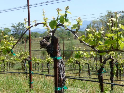 new vineyard growth
