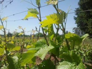 Vines growing in carneros